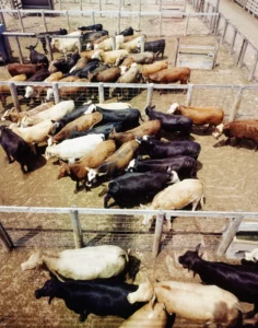 Cattle Feedlot Fort Worth, Texas