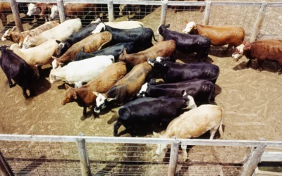 Record High Beef Prices and a Dwindling Cattle Supply