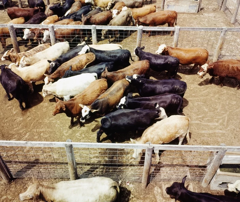Record High Beef Prices and a Dwindling Cattle Supply