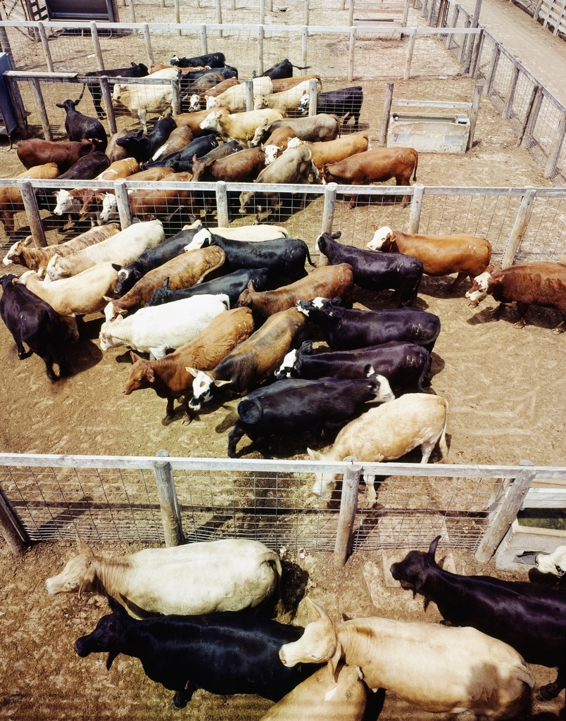Cattle Feedlot Fort Worth, Texas