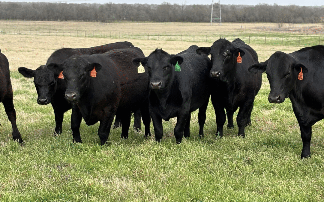 Brazos Valley Beef: Better Beef. Healthier Land. Stronger Texas