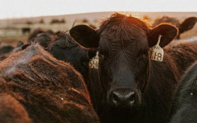 “You Were Never Buying Beef” — Agridime’s $191 Million Meat Mirage Explodes in Court