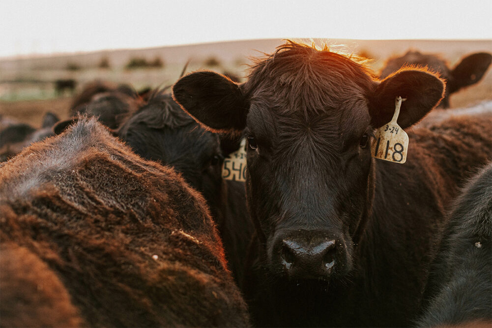 Agridime Ponzi
