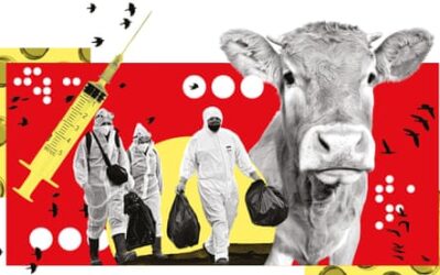 Fridge Flu Panic: How a Lab Study Became a Raw Milk Smear Campaign