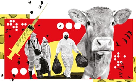 Bird Flu Panic