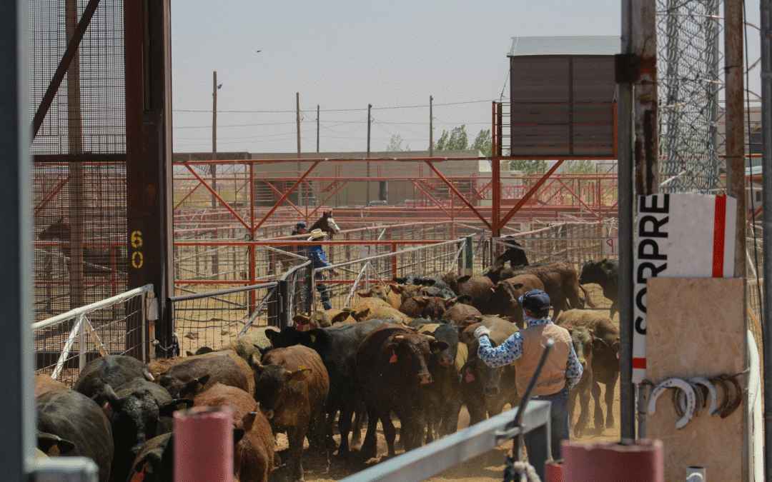 The Border Reopens—America’s Herds Be Damned