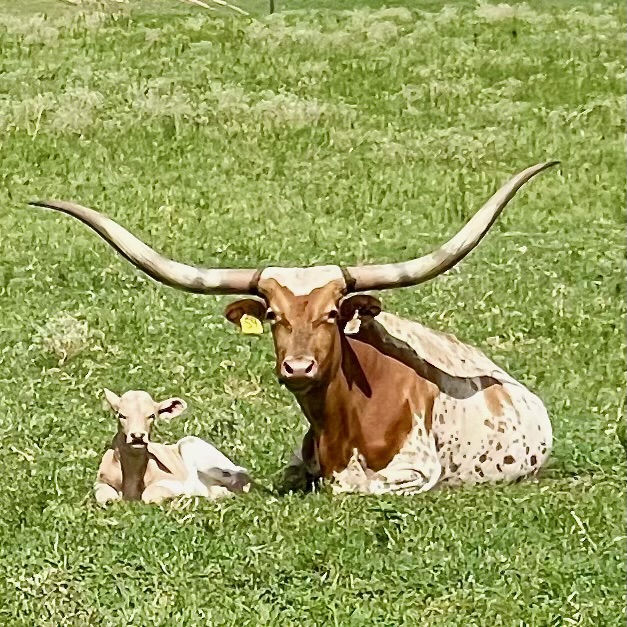 Rocking V Ranch Texas Longhorns